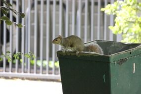 squirrel in the trash can