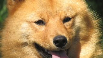 portrait of red cute Dog