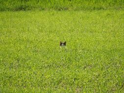 Cat in Green Field hiding