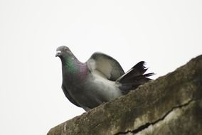 Pigeon on a stone wall