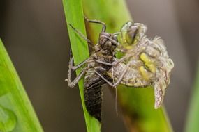 brown dragonfly on a green leaf