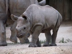 rhino cub at the zoo in Zurich