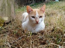 well-groomed cat