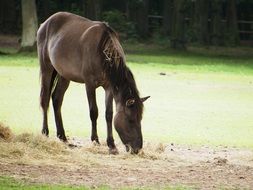 horse grazing in the zoo