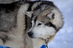 portrait of Siberian Husky with a collar