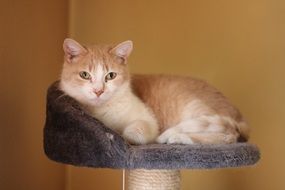 the kitten is lying on its bed