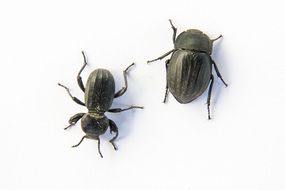 beetles on a white background
