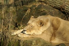 sleeping lioness in the evening