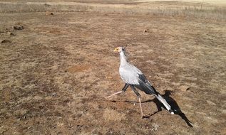 Secretary Bird or Sagittarius serpentarius