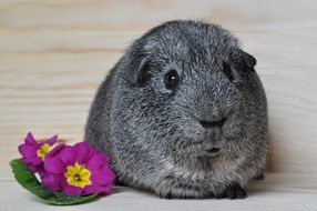 guinea pig with grey smooth fur