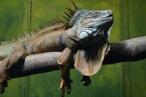 iguana relaxing on the tree branch