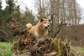 fluffy shiba inu for a walk