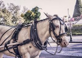horse drawn cart