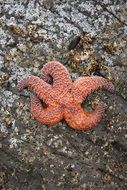 red starfish on the stone