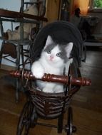 young cat as a child