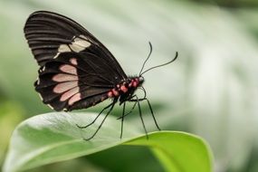 exotic butterfly on the green leaf