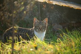 domestic cat behind green grass