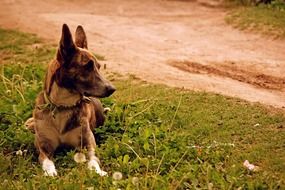 the dog is resting by a country road