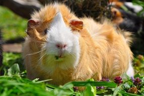 white and red fluffy guinea pig