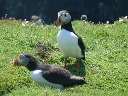 couple of wild puffins