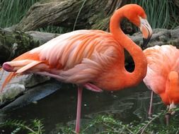 pretty Flamingo Bird
