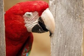 Color Exotic Parrot