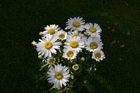 field daisies in a bouquet