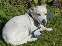 white dog on a leash on green grass
