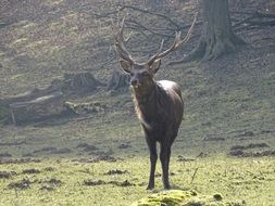 Free deer in wildlife park