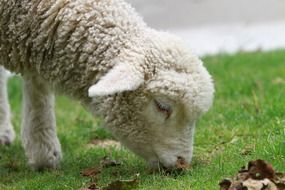 Lamb New Zealand