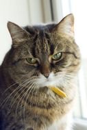 chubby domestic cat