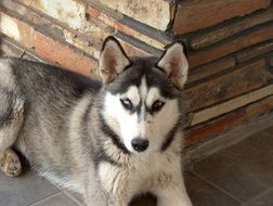 lying cute and colorful husky dog