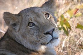 beautiful and cute Lioness