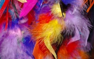 colorful feathers for carnival