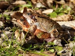 mating of frogs in the wild