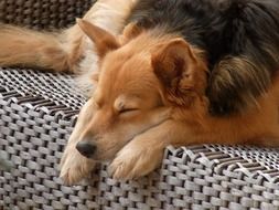 Dog Ronni Ronja Animal Sleep