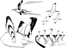 Black and white drawing of penguins and other birds