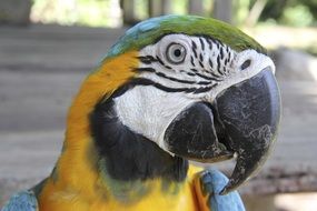 Tropical Exotic Macaw Parrot