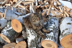 cat on birch logs