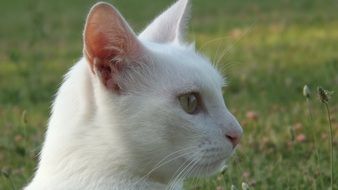 portrait of a white cat
