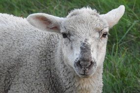 lamb on a background of green grass