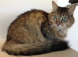 Beautiful furry domestic tabby Cat with colorful eyes