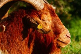 goat basking in the sun