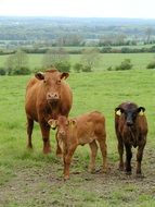 cattle on a green pasture