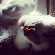 Feline Kitty Whisker