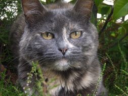 portrait of a grey cat in the garden