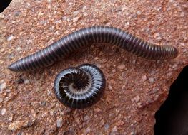 two black worms on stone