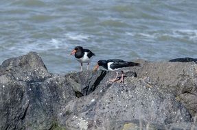 two black birds on a stone by the sea