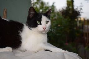 gorgeous beauty Cute Feline