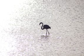 lonely flamingo in shiny water